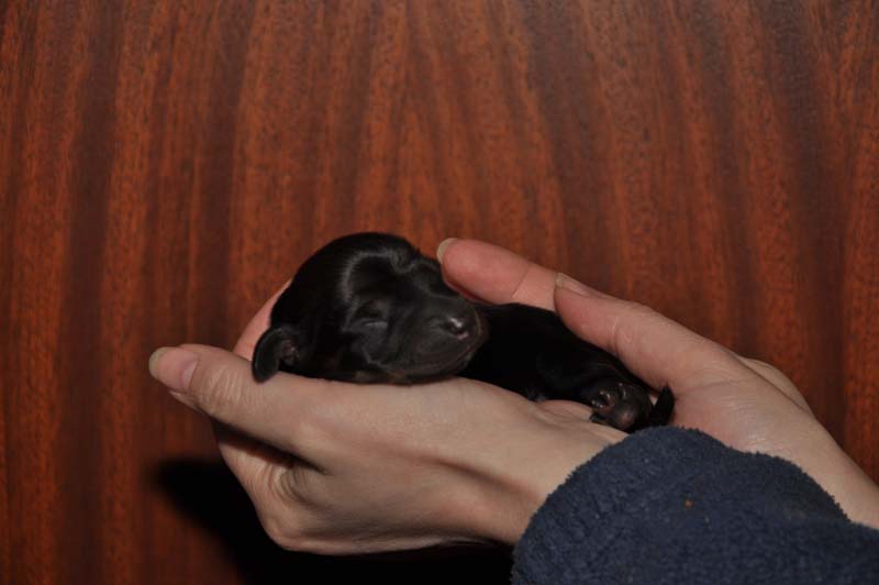 pups Daisy 08-02-2014 - 015