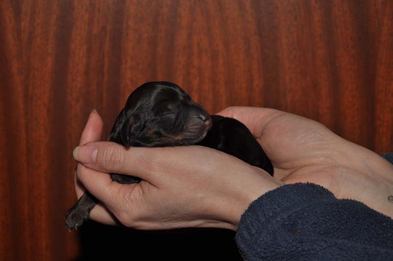 pups Daisy 08-02-2014 - 017
