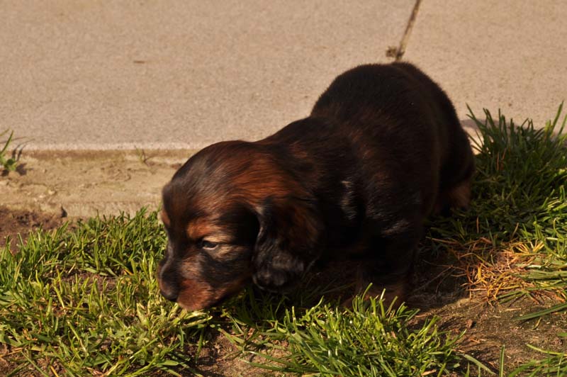 pups Daisy 08-02-2014 - 075