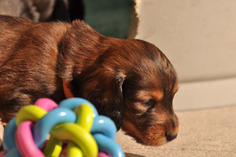 pups Daisy 08-02-2014 - 082