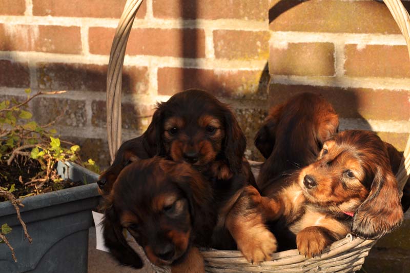 pups Daisy 08-02-2014 - 101