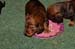 pups Daisy 08-02-2014 - 068