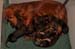 pups Daisy 08-02-2014 - 079