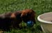 pups Daisy 08-02-2014 - 168