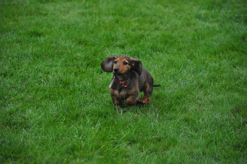 pups diega 12 juli 2013 - 110